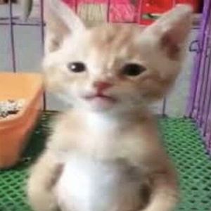 Meet your Posher, Lonk